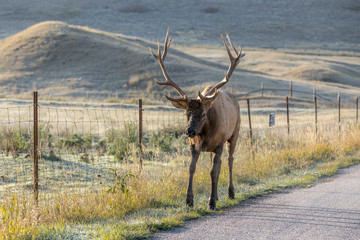 Bull elk walking next to a road.