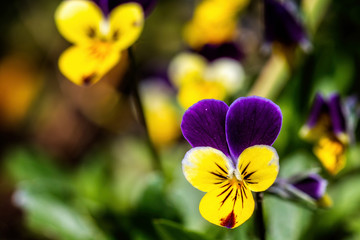 Close up of beautiful yellow and purple pansy flower head