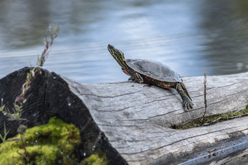 Painted turtle sunning itself on a log.