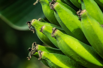 Green Banana/Banana Verde/The green beauty