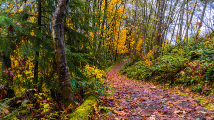 A pleasant walk through the woods on a damp Fall day on the TransCanada Trail at Burnaby Mountain