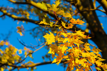Colorful beautiful maple leaves in autumn, St-Bruno, Quebec, Canada
