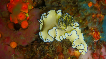 A small sea slug on the ocean floor below 15 meters deep.