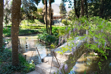 Romantic Bridge Covered in Violet Flowers with Swans in River Below in a Winery Outside Santiago...