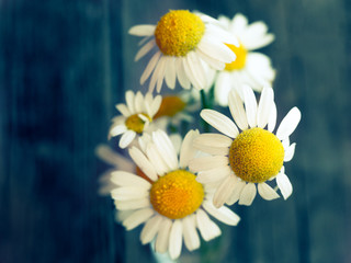 Obraz premium White daisy flower on rustic weathered wooden table