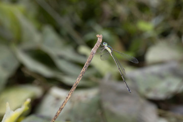 オオアオイトトンボ雄