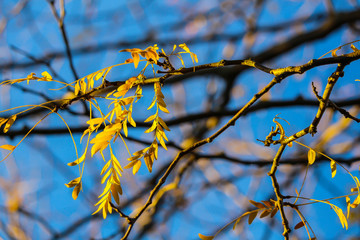 Branches and leaves in cold autumn, Montreal, Quebec, Canada