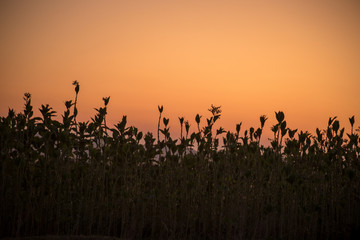 Fototapeta na wymiar Sunset meadow field plants view. Sunset grass silhouette. Sunset field grass.