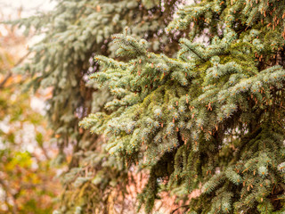 Green spruce branches and yellow leaves in the autumn or winter park.