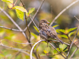 Obraz premium Sparrow sits on a branch among autumn yellow leaves.