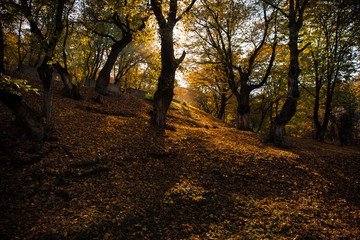 Beautiful landscape with empty road, trees and sunlight in the evening in autumn. Travel background. Nature