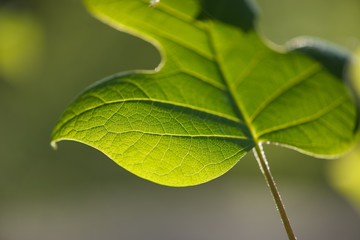 leaf