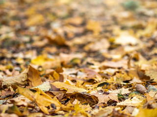 Orange and yellow fallen maple leaves in the sunlight.