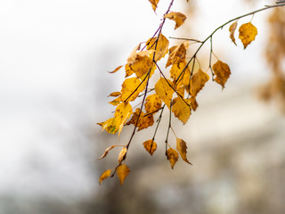 Birch branches with yellow leaves in autumn, in the light of sunset.