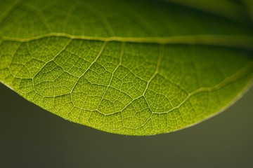 leaf
