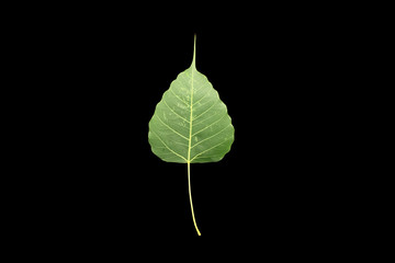 Close up front of Bo leaf isolated on the center white background The green color Bodhi leaf isolated on black background with space for text.