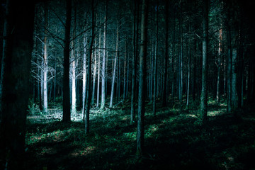 Magical lights sparkling in mysterious pine forest at night.