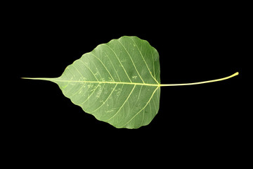 Close up front of vertical Bodhi leaf isolated on the white background The green color Bodhi leaf isolated on black background with space for text.