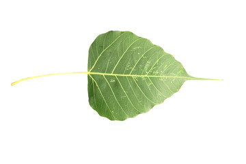 The green vertical Bodhi leaf isolated on center white background with space for text.