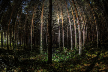 Magical lights sparkling in mysterious pine forest at night.