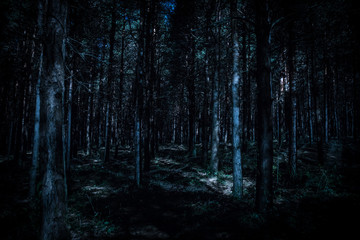 Fototapeta premium Magical lights sparkling in mysterious pine forest at night.