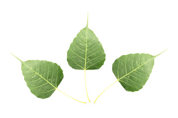 The green Bodhi leaf isolated on white background with space for text.