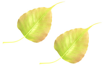Obraz premium The two young gold Bodhi leaf isolated on white background with space for text.