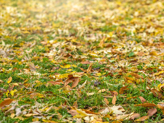 Fallen yellow and orange autumn maple leaves on green grass on the ground. Autumn horizontal background with dried leaves in the sunlight.