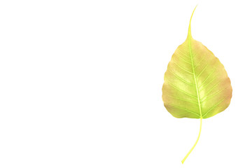 The young gold Bodhi leaf isolated on right side of white background with space for text.