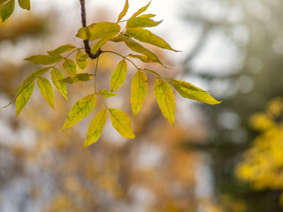 Maple branches with orange-yellow leaves in autumn, in the light of sunset. Acer negundo, or Box elder, boxelder maple, ash-leaved maple. Dry autumnal leaves background, autumn park