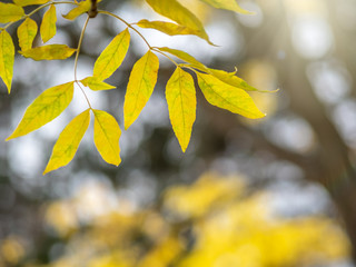 Maple branches with orange-yellow leaves in autumn, in the light of sunset. Acer negundo, or Box elder, boxelder maple, ash-leaved maple. Dry autumnal leaves background, autumn park