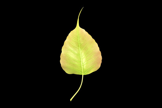 Young gold Bodhi leafs isolated on black background with space for text.