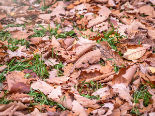 Orange, brown and yellow oak fallen leaves with dew drops on green grass. Autumn horizontal background with dried leaves in the sunlight.