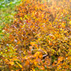Branches with orange, green and yellow leaves in the autumn park. Nature background
