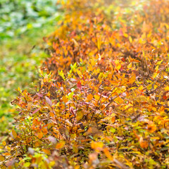 Branches with orange, green and yellow leaves in the autumn park. Nature background