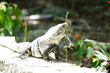 Iguana in Cenote