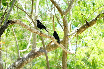 Birds in Cenote