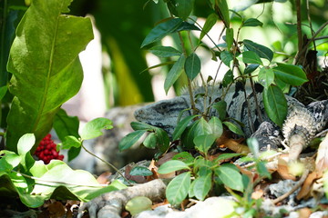 Iguana in Cenote