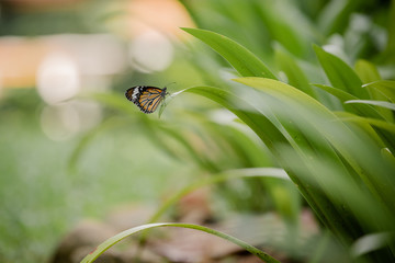 Butterfly on a green leaf