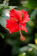 red hibiscus flower