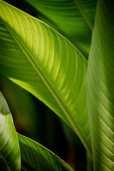 green leaves background