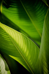 green leaves background
