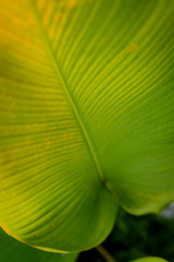 closeup of green leaf