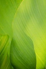closeup of green leaf