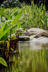 alligator in the everglades
