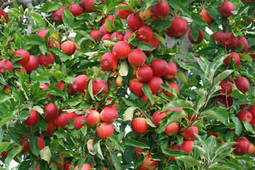 Obraz premium red apples on the tree in harvest season