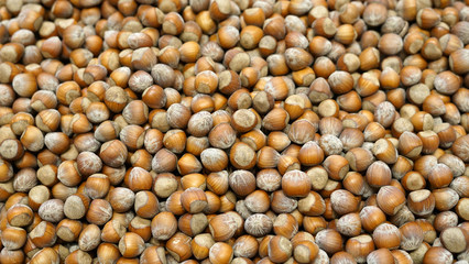 Fresh hazelnut in harvest season as food background