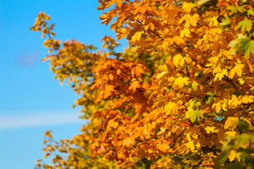 Maple forest with many colors under a clean blue sky, St-Bruno, Quebec, Canada