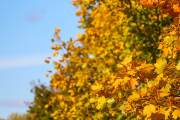 Maple forest with many colors under a clean blue sky, St-Bruno, Quebec, Canada
