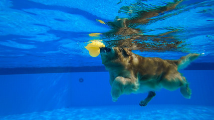 Fototapeta na wymiar Golden Retriever Dog Exercises in Swimming Pool (Under Water)